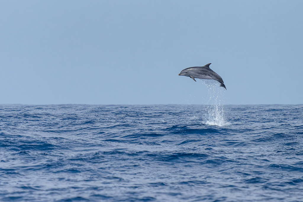 Die Azoren - Pico - Delfin im Aklantik vor der Küste