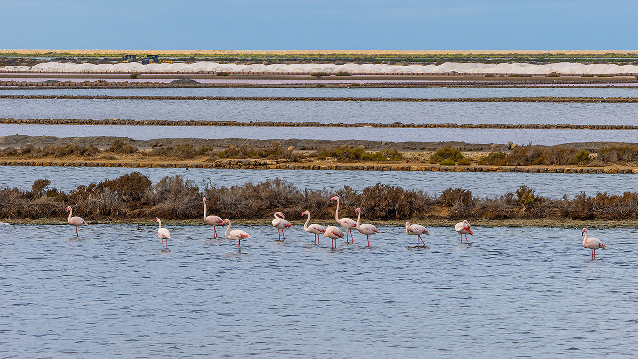 Die Balearen - Ibiza - Ses Salines mit Rosa Flamingos